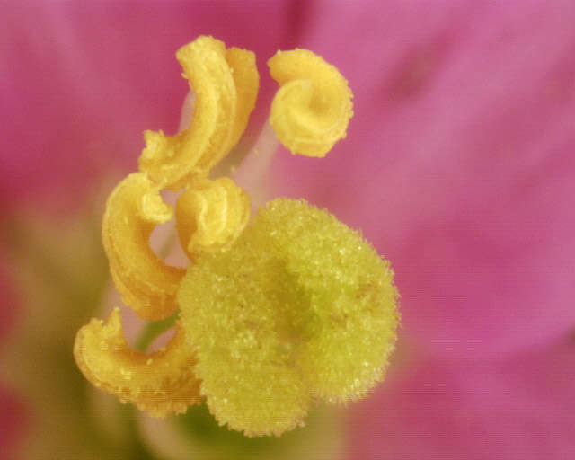 Image of Centaurium erythraea subsp. erythraea