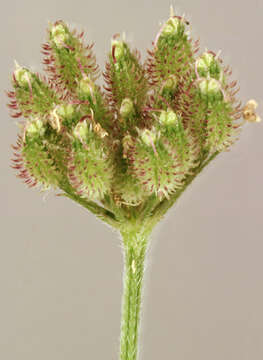 Image of Japanese hedge-parsley
