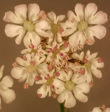 Image of Japanese hedge-parsley