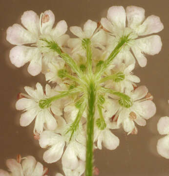 Image of Japanese hedge-parsley