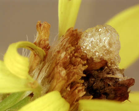 Sivun Botanophila seneciella (Meade 1892) kuva