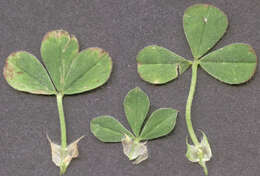 Image of knotted clover