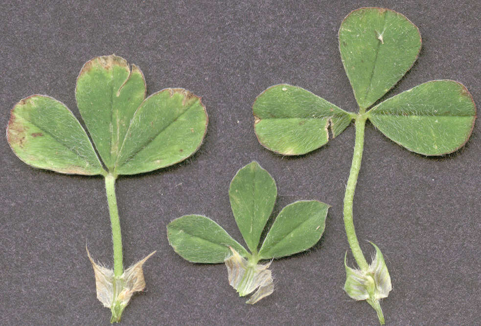 Image of knotted clover