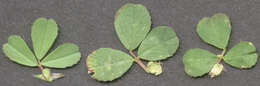 Image of Lesser Hop Trefoil