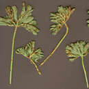 Image of Puccinia malvacearum Bertero ex Mont. 1852