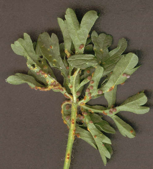 Image of Puccinia malvacearum Bertero ex Mont. 1852