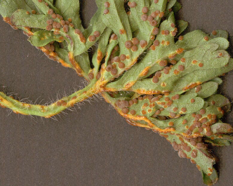 Image of Puccinia malvacearum Bertero ex Mont. 1852