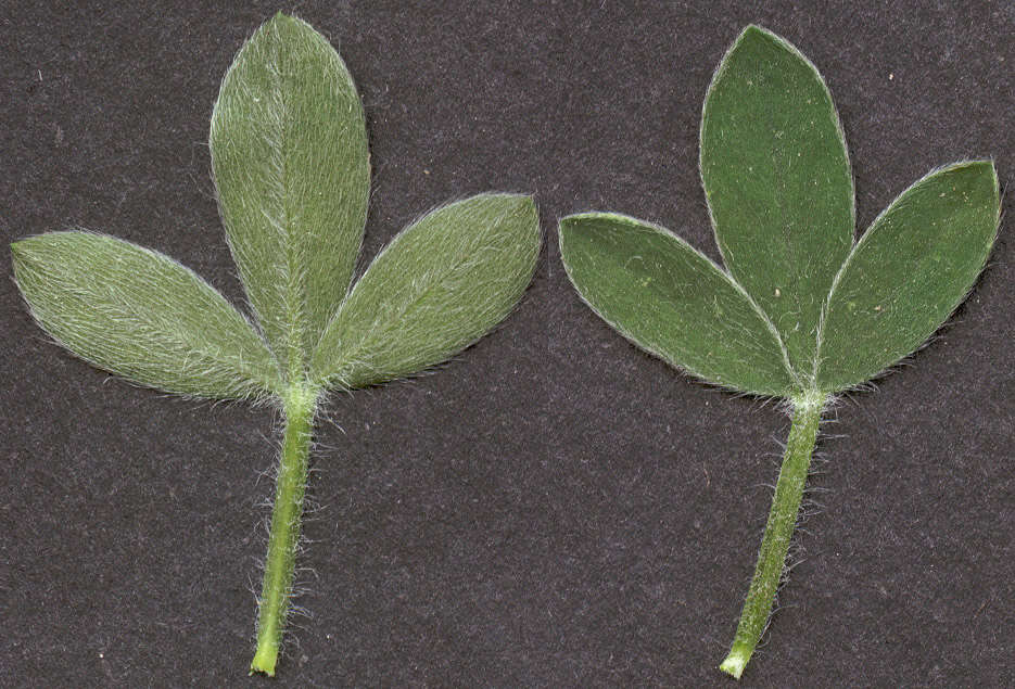 Image of Scotch broom