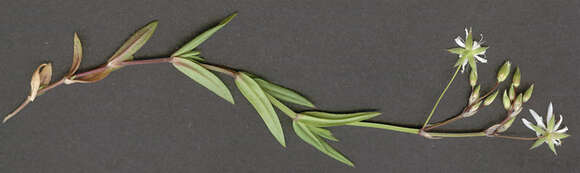 Image of common starwort