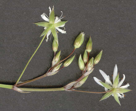 Imagem de Stellaria graminea L.