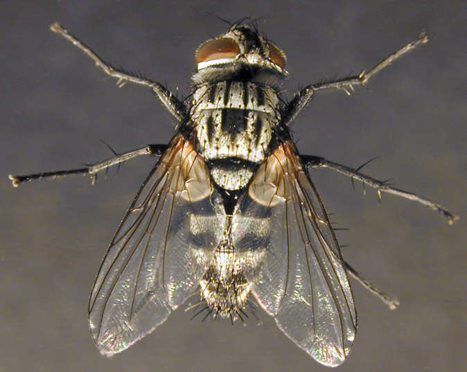 Image of 刺腹寄蝇属