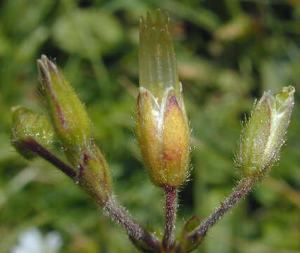 Image of common mouse-ear chickweed