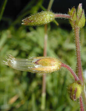 Image of common mouse-ear chickweed