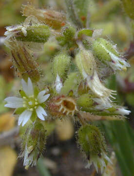 Image of sticky chickweed