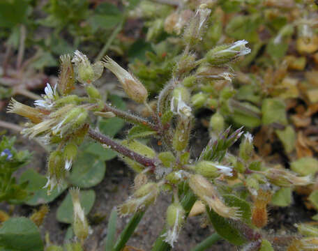 Image of sticky chickweed