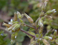 Image of sticky chickweed