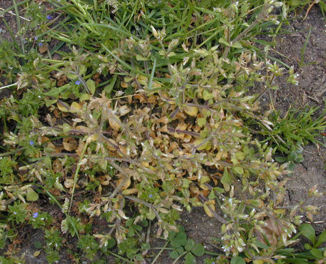 Image of sticky chickweed