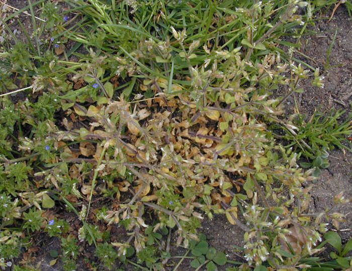 Image of sticky chickweed