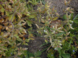 Image of sticky chickweed