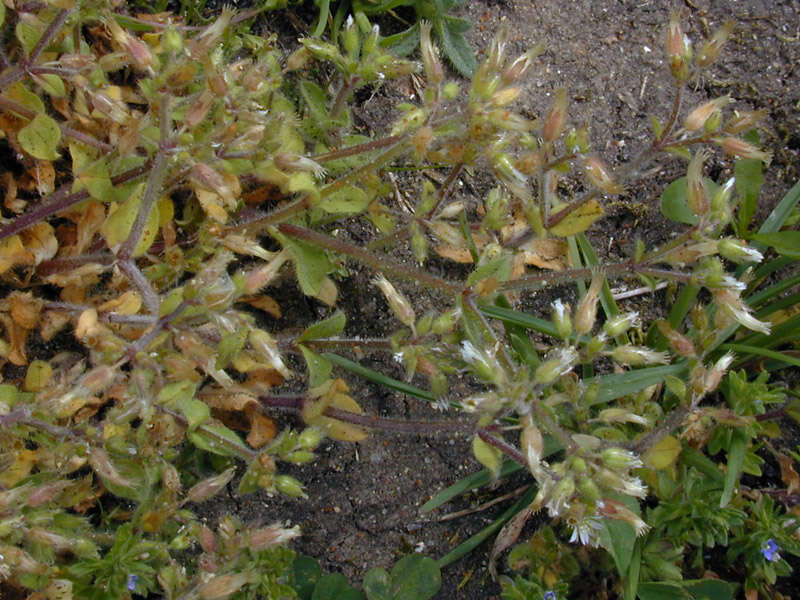 Image of sticky chickweed