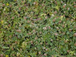 Image of knotted clover