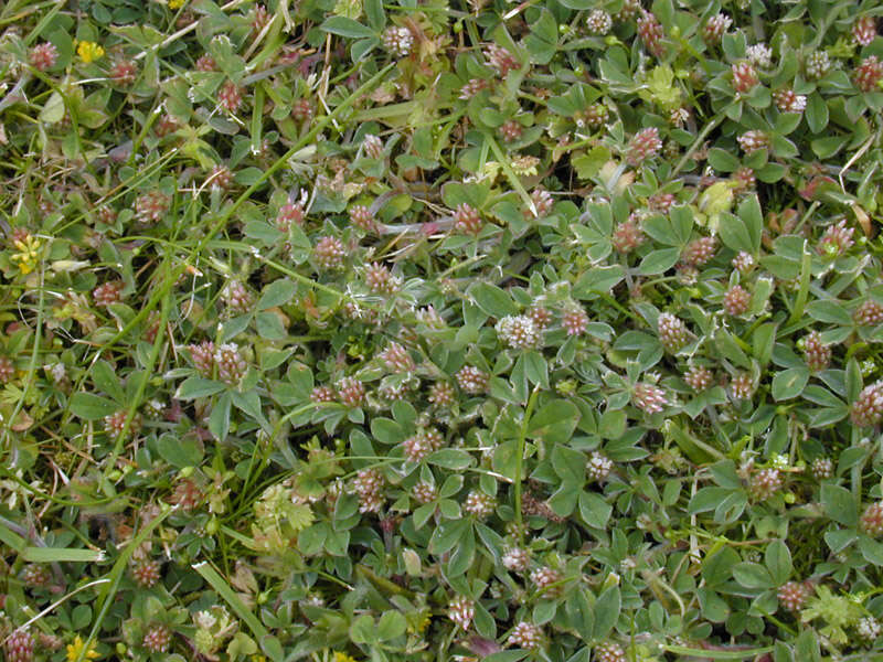 Image of knotted clover