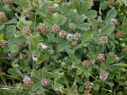 Image of knotted clover