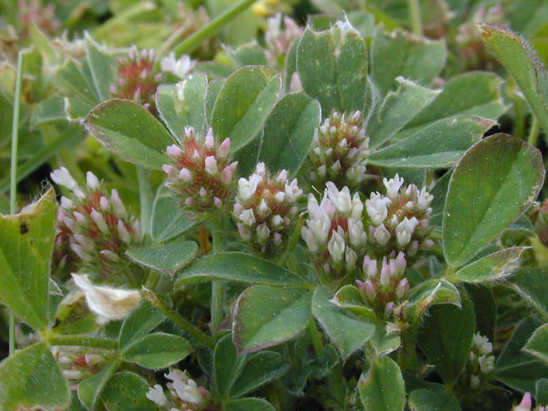 Image of knotted clover