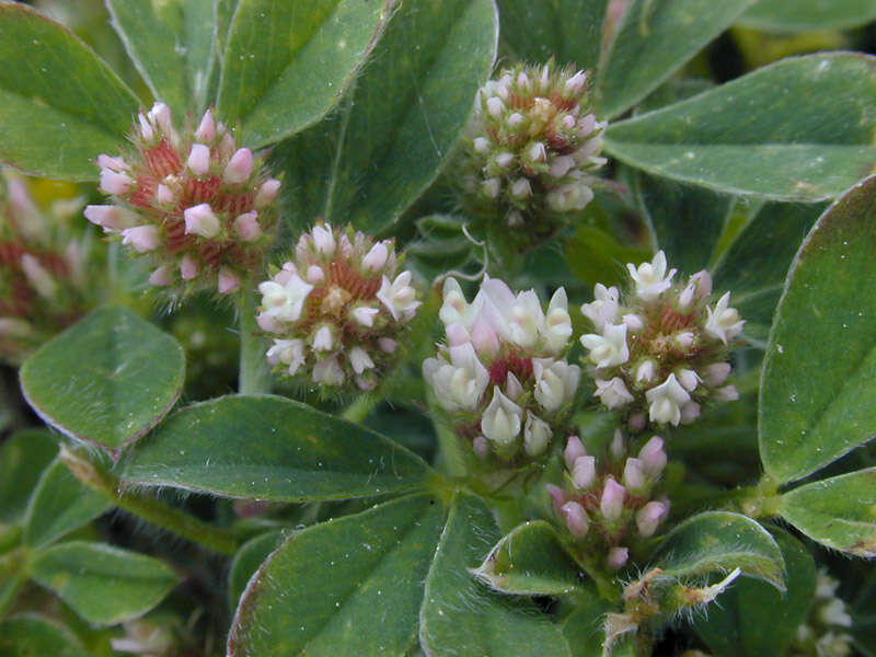 Image of knotted clover