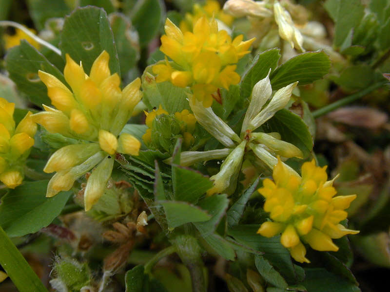 Image of Lesser Hop Trefoil