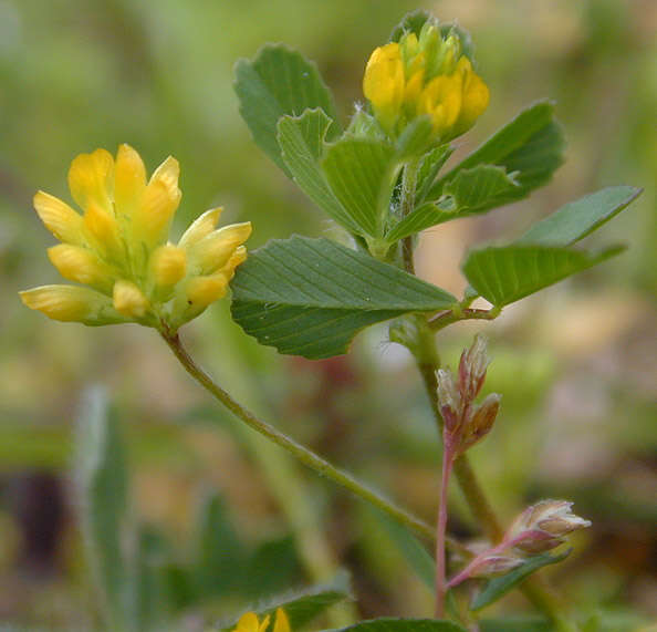 Image of Lesser Hop Trefoil