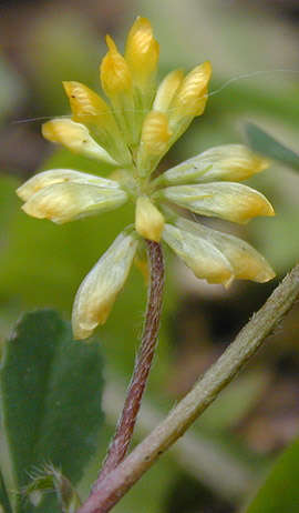 Image of Lesser Hop Trefoil