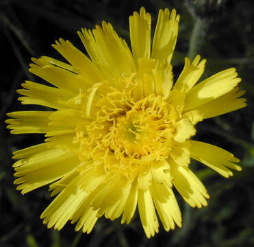 Image of Mouse-ear-hawkweed