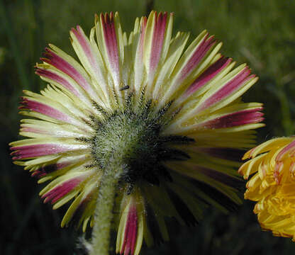 Image of Mouse-ear-hawkweed