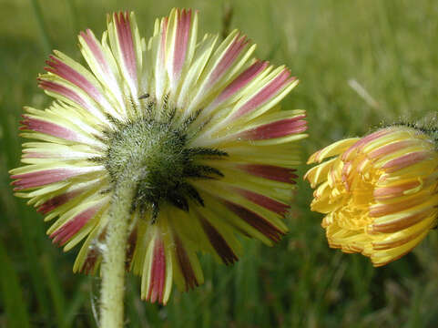 Image of Mouse-ear-hawkweed