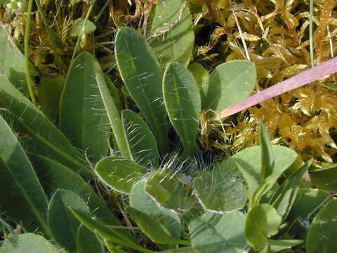 Image of Mouse-ear-hawkweed