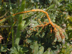 Image of Puccinia malvacearum Bertero ex Mont. 1852