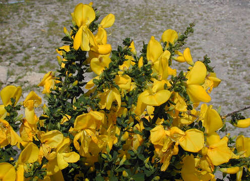 Image of Scotch broom