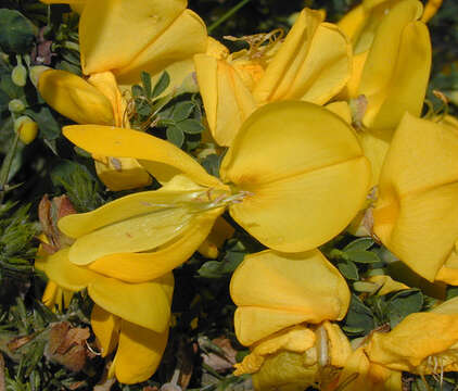 Image of Scotch broom