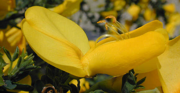 Image of Scotch broom