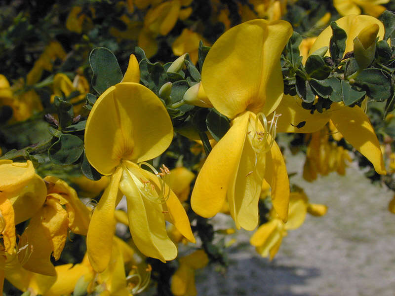 Image of Scotch broom