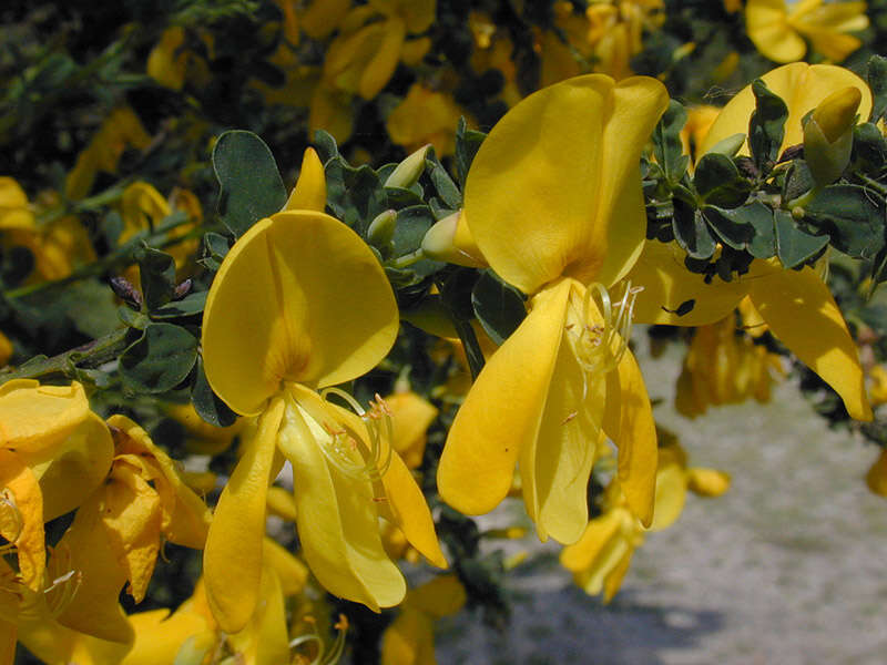 Image of Scotch broom