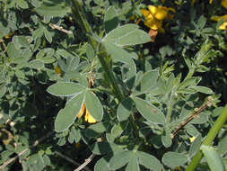 Image of Scotch broom