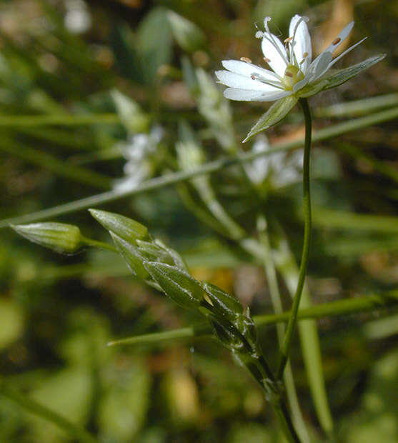 Imagem de Stellaria graminea L.