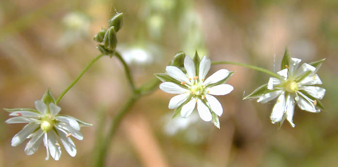 Imagem de Stellaria graminea L.