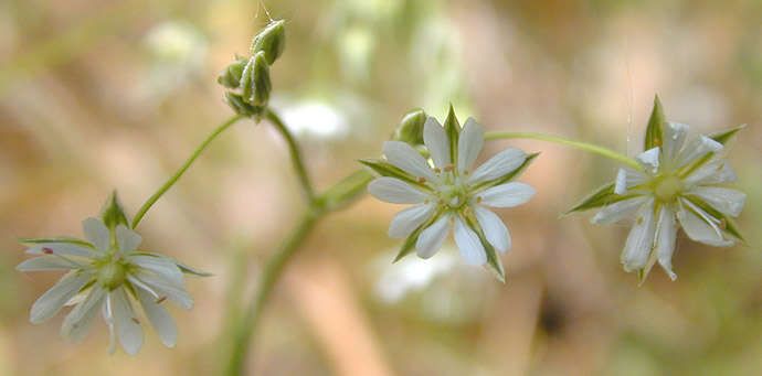 Imagem de Stellaria graminea L.