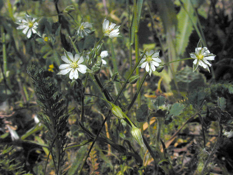 Image of common starwort