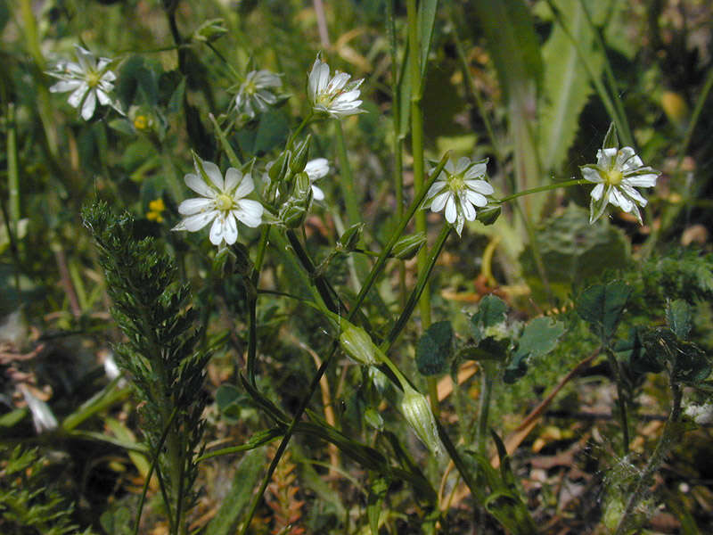 Image of common starwort