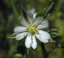 Image of common starwort