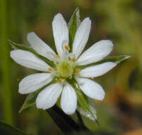 Image of common starwort